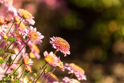 Beautiful natural background of chrysanthemums. Beauty of nature
