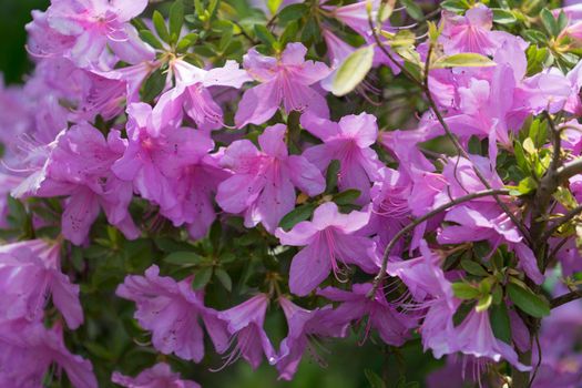 Floral background with lots of pink flowers on a rhododendron Bush