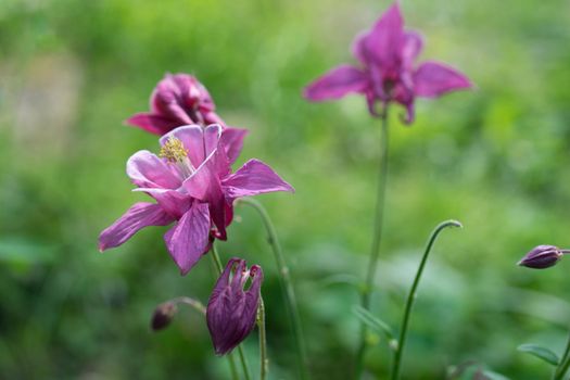 A delicate flower of Aquilegia on the background of blurred grass