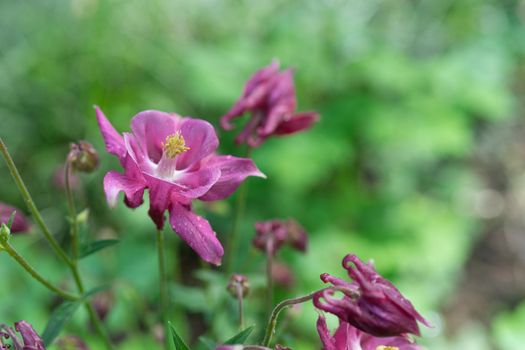 Pink flower of Aquilegia on the green blurred background with bokeh
