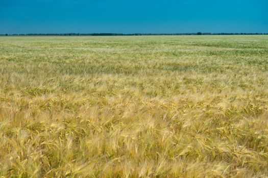 Wheat field. Agricultural field with different varieties of wheat, near Evpatoria. Cultivation of different varieties of grain crops