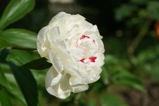 Large white peony on a blurred background of green leaves. beauty of nature
