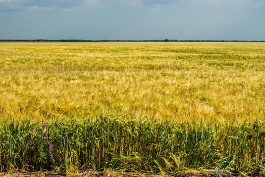 Wheat field. Agricultural field with different varieties of wheat, near Evpatoria. Cultivation of different varieties of grain crops