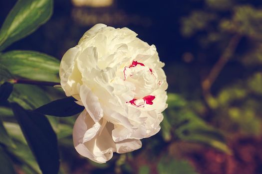 Large white peony on a blurred background of green leaves.