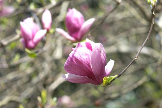 Spring flowers of pink Magnolia on long branches on light background in clear day