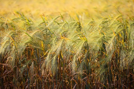 Wheat field. Agricultural field with different varieties of wheat, near Evpatoria. Cultivation of different varieties of grain crops