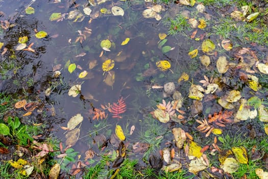 Natural background with a puddle of water and autumn leaves