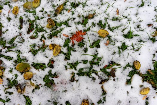 Natural background with yellow and red leaves on snow