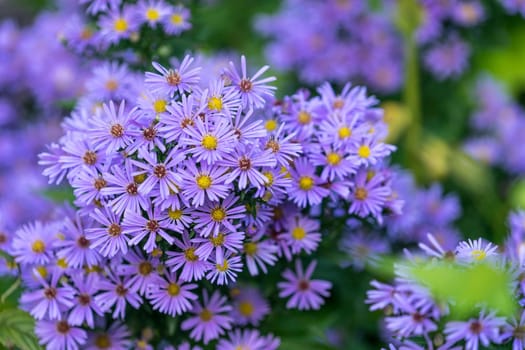 flowers Symphyotrichum novi-belgii purple color on blurred green background.