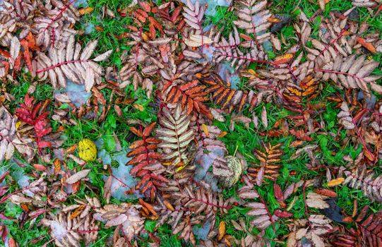 Natural background with yellow and red leaves on grass