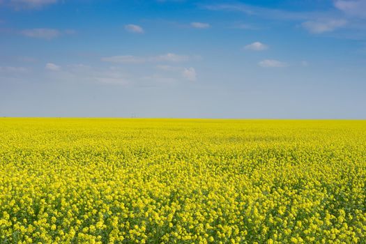 Sunny landscape with bright yellow rapeseed field under blue sky