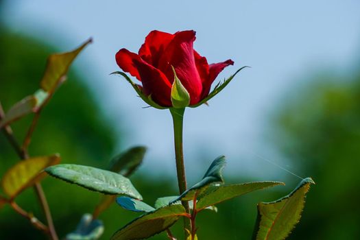 A red rose against a blue sky. Beauty of nature.
