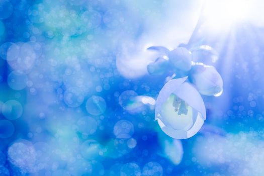 Floral background with white fruit tree flower in sunlight.