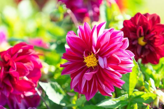 Floral background with pink dahlias on green background.