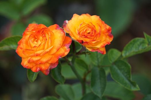 Bright garden roses on green background summer day