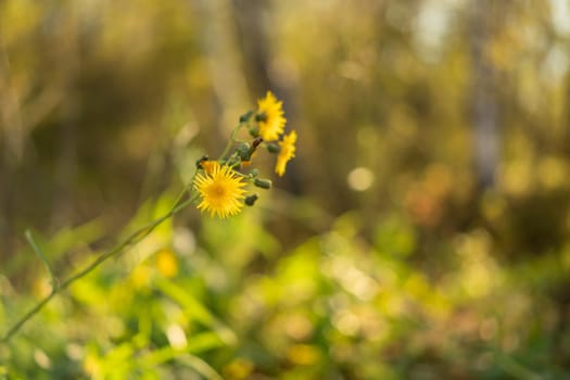 Yellow flower on a blurry autumn background of leaves.