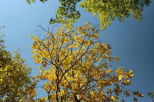 Autumn landscape with yellow leaves of trees against a blue sky.