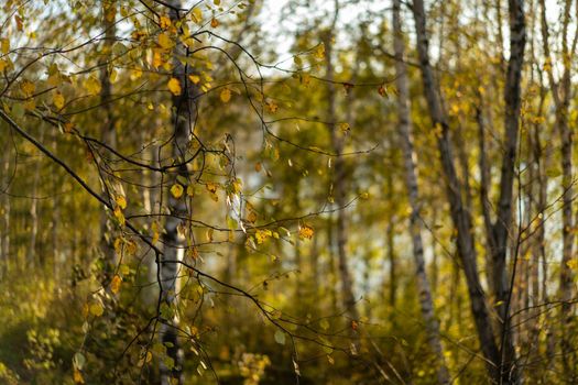 Natural autumn background with birch trees and yellow leaves. Beauty of nature.