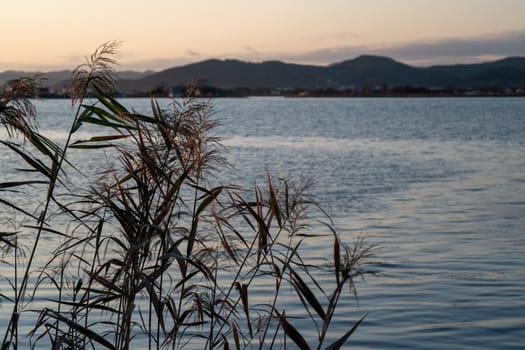 Landscape with branches of reeds on the background of water.
