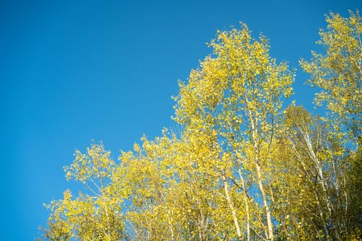 Autumn landscape with yellow leaves of trees against a blue sky.