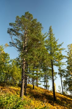 Natural landscape with a view of tall pines. Vertical image