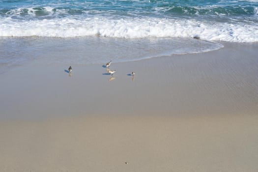 Sandy beach with sea waves and birds