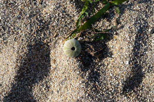 Skeleton of a sea urchin on a background of sand and algae