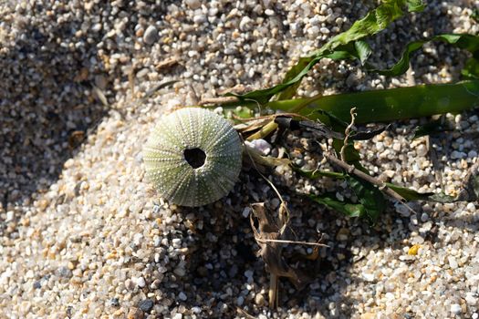 Skeleton of a sea urchin on a background of sand and algae