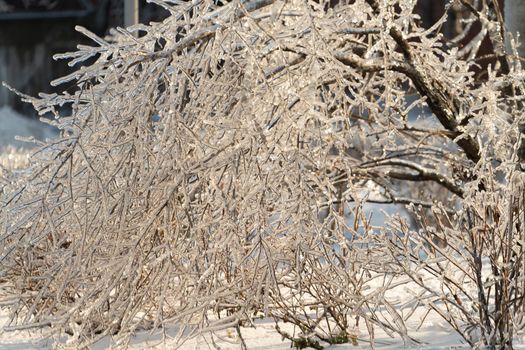 Natural background with ice crystals on plants after an icy rain.