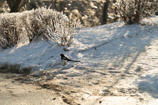 Portrait of a magpie in a winter park against the background of snow