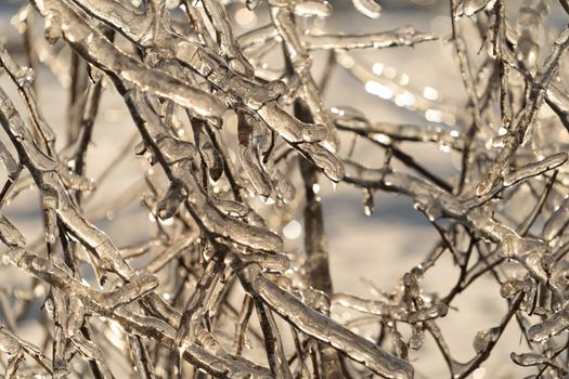 Natural background with ice crystals on plants after an icy rain.