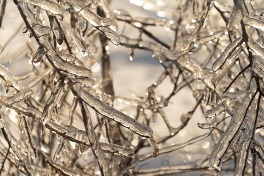 Natural background with ice crystals on plants after an icy rain.