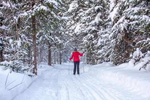 A girl in a red jacket goes skiing in a snowy forest in winter. The view from the back. Snow background with skis between the trees.