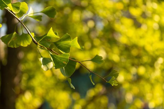 Ginko leaves and branches on a blurry natural background