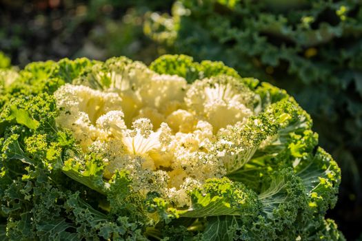 Natural background with decorative cabbage on a flower bed.