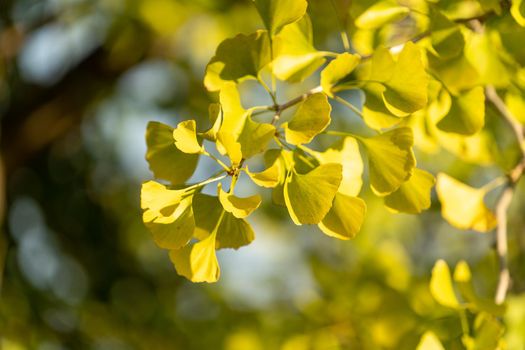 Ginko leaves and branches on a blurry natural background