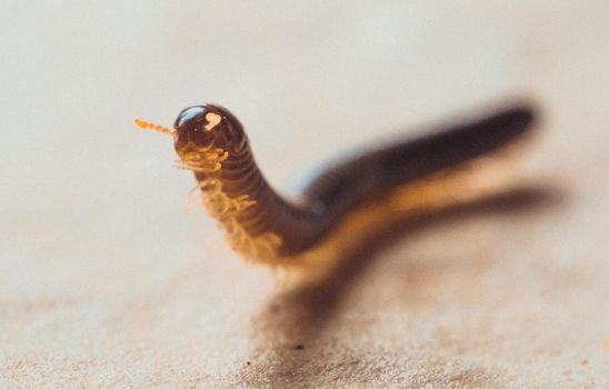 Nice macro photography of centipede - costa rica. High quality photo