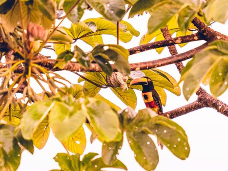 Nice photography of Toucan sitting on the branch - Costa rica. High quality photo