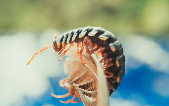 Amazing macro photography of centipede crawling on feather - costa rica. High quality photo
