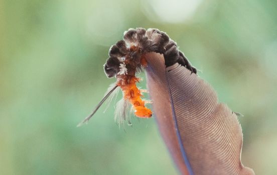 Beautiful photo of insect crawling on feather - costa rica. High quality photo