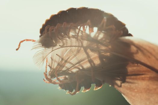 Amazing macro photography of centipede crawling on feather - costa rica. High quality photo