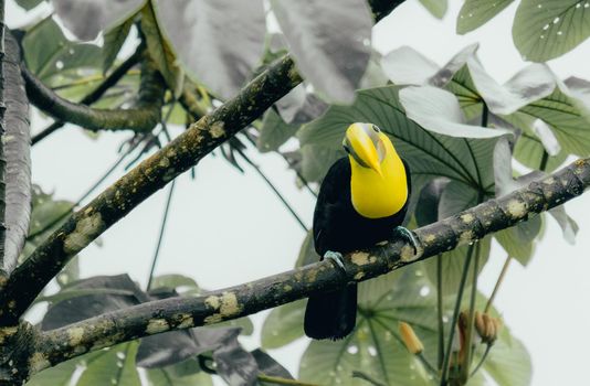 Beautiful photography of Toucan sitting on the tree - costa rica. High quality photo