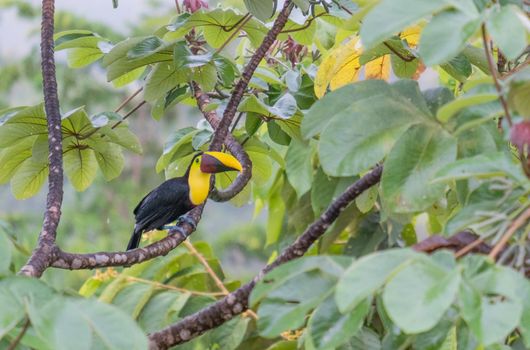 Beautiful photography of Toucan sitting on the tree - costa rica. High quality photo