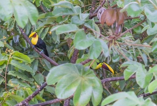 Nice photography of two toucans on the tree - costa rica. High quality photo