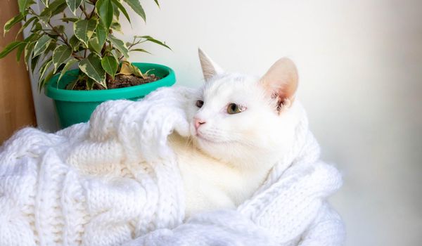 A young white cat lies on the windowsill near a ficus tree wrapped in a white knitted scarf.