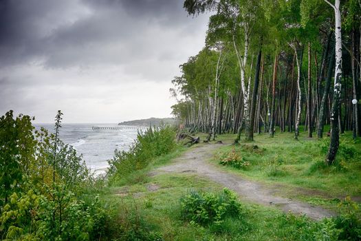 Birch grove on the shore of the grey stormy Baltic sea in the rainy spring weather