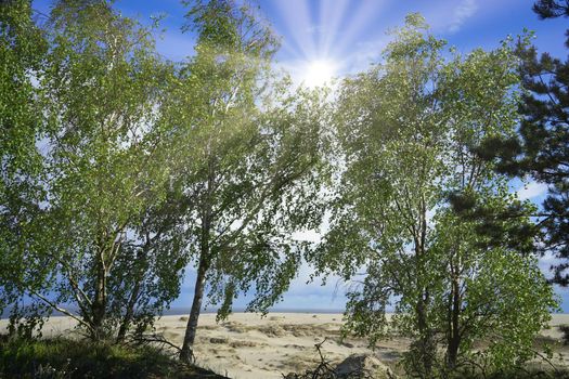 birch standing amid the dunes of the Curonian spit Russia