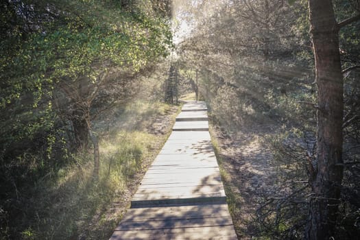 wooden footpath in the forest in the nature reserve of the Curonian spit