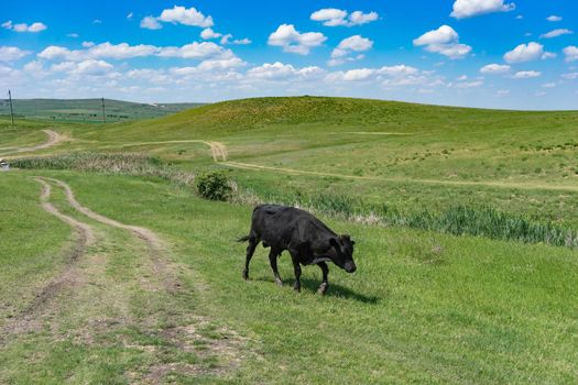 Young black bull on a green field background on a Sunny day.