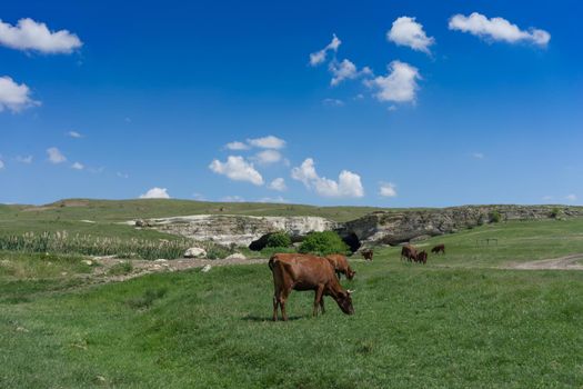 Young black bull on a green field background on a Sunny day.